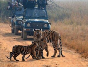 Tadoba