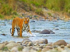 Jim-Corbett-National-Park