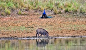 Pench-Kanha