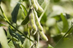 Soybeans